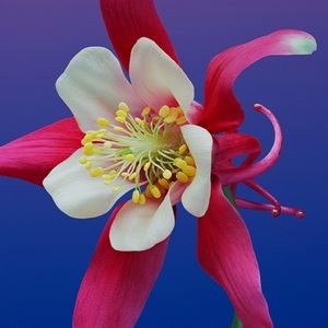 Meet your Posher, Drew